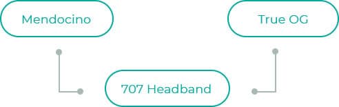 707-Headband-dia