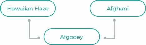 Afgooey-1