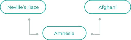 Amnesia-dia