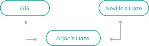 Arjans-Haze-1