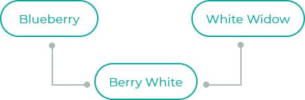 Berry-White-dia