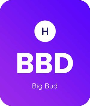Big-Bud
