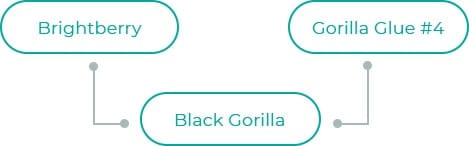 Black-Gorilla-dia