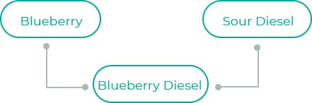 Blueberry-4