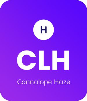 Cannalope-Haze
