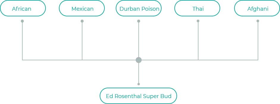 Ed-Rosenthal-Super-Bud-1