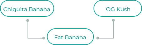 Fat-Banana