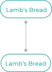 Lambs-Bread-1