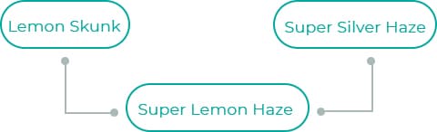 Lemon-Skunk-2