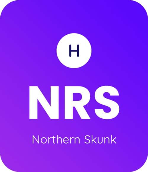 Northern Skunk