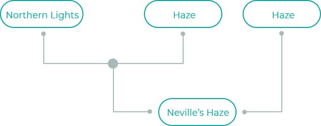 Nevilles-Haze-2