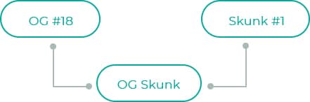 Skunk-1-4