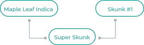 Super-Skunk-4