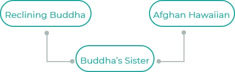 Buddhas-Sister-2