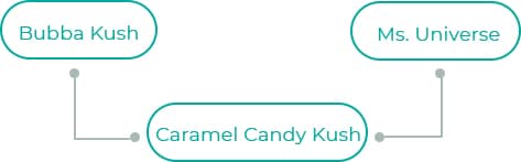 Caramel-Candy-Kush