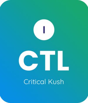Critical-Kush-1