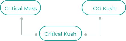 Critical-Kush