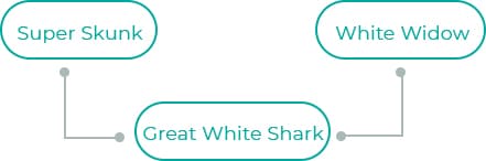 Great-White-Shark-1
