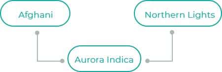 Aurora-Indica