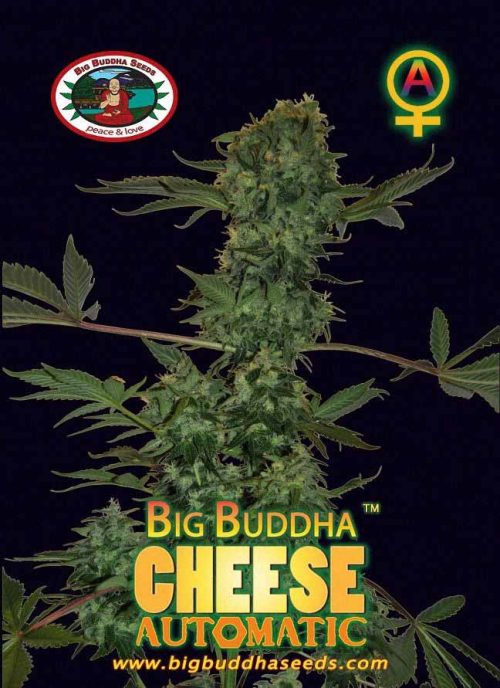Big Buddha Cheese Auto 1