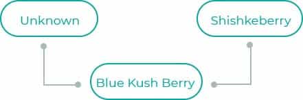 Blue-Kush-Berry