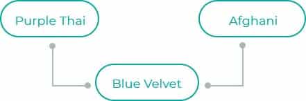 Blue-Velvet
