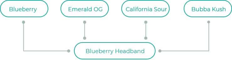 Blueberry-Headband