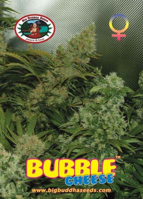 Bubble Cheese 1