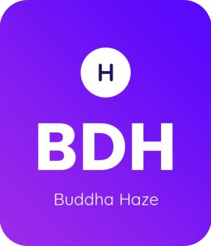 Buddha-Haze-1