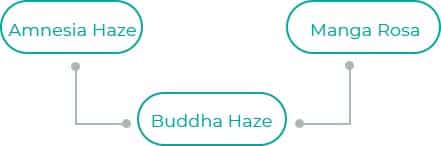 Buddha-Haze