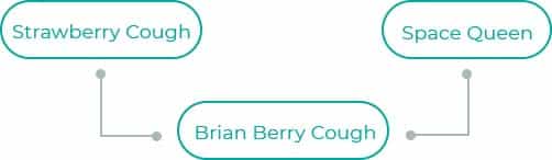 Brain-Berry-Cough