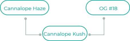 Cannalope-Kush