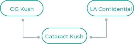 Cataract-Kush