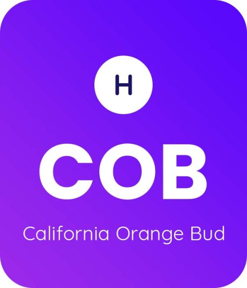 California-Orange-Bud-1