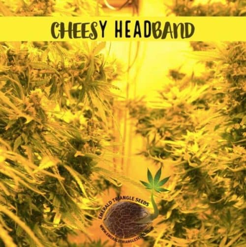Cheesy-Headband-2