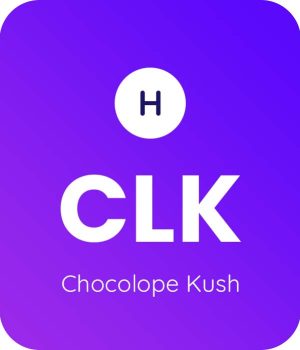 Chocolope-Kush-1