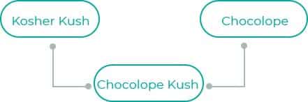 Chocolope-Kush