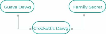 Crocketts-Dawg