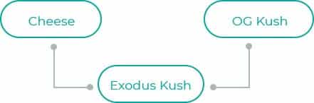 Exodus-Kush