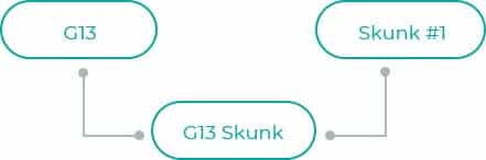 G13-Skunk