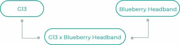 G13-x-Blueberry-Headband