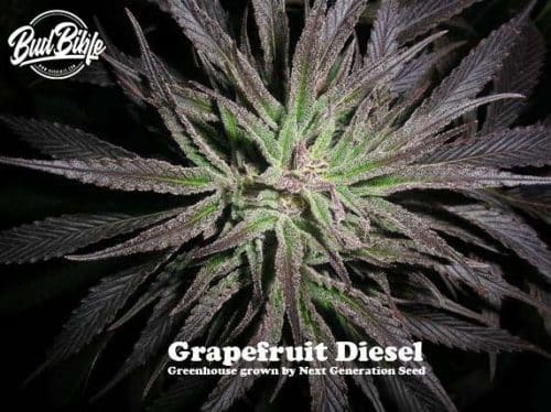 Grapefruit-Diesel-5