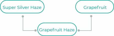 Grapefruit-Haze