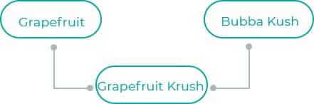 Grapefruit-Krush