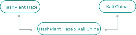 HashPlant-Haze-x-Kali-China