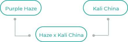 Haze-x-Kali-China