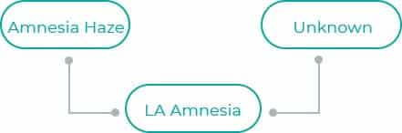 LA-Amnesia