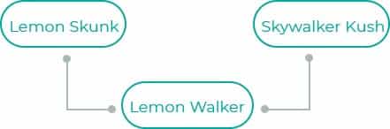 Lemon-Walker