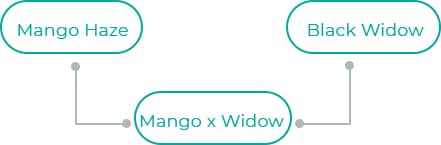 Mango-x-Widow