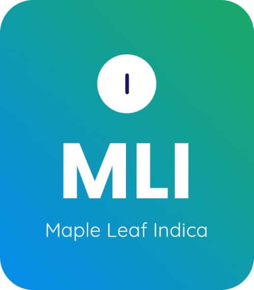 Maple Leaf Indica